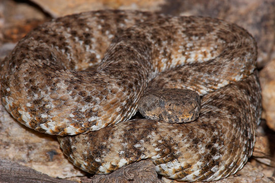 Crotalus Rosa Crotalus bilder – Bläddra bland 1,965 stockfoton, vektorer och videor ...