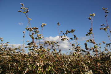 Field of buckwheat with white flowers in summer