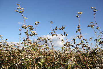 Field of buckwheat with white flowers in summer
