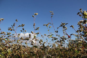 Field of buckwheat with white flowers in summer