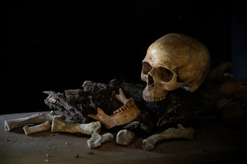 Skull and jaw put on old timber and all put on the wooden plank which has dim light background