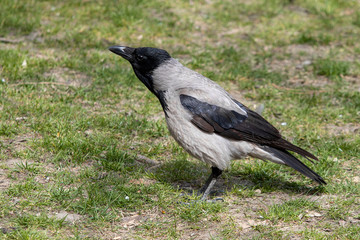 portrait of a gray crow with black wings on green grass