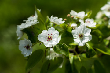 Apple tree spring flowers