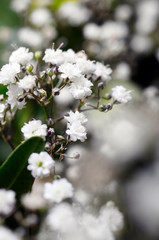 Macro of white flowers