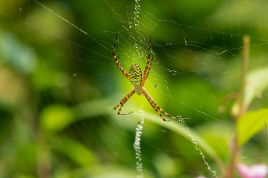 Wasp Spider on the web