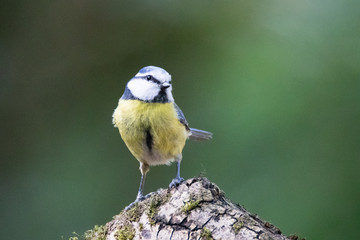 mésange bleue