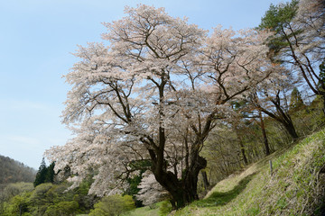 新田の大山桜