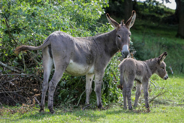 &acirc;non et sa m&egrave;re