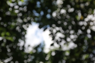 Green and dark  vintage lights background with bokeh. Forest background, defocused