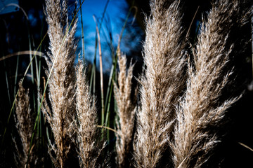 Fototapeta premium golden wheat field