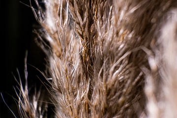 close up of wheat ears
