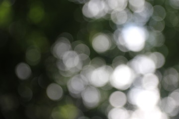 Naklejka premium Green and dark vintage lights background with bokeh. Forest background, defocused