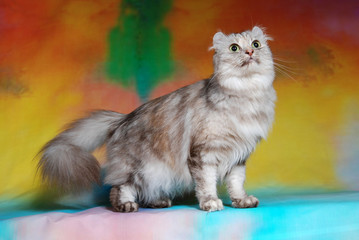 Naklejka na ściany i meble cat show on background full of color