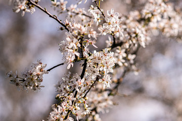 spring blossom in spring