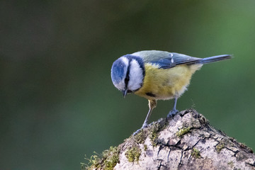 mésange bleue