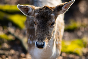 portrait of a deer in the forest