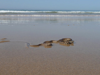 Horseshoe whip snake (Specie: Hemorrhois hippocrepis. Family: Colubridae), slithering on the beach in Tarifa. Spain. © JOSEANTONIO