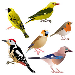 Common European birds as woodpecker, jay, hawfinch, serin, golden oriole and robin are sitting