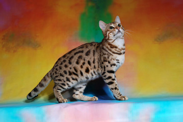 Obraz premium cat show on background full of color