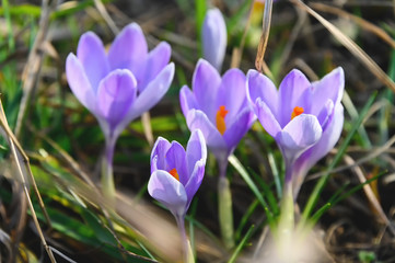Fototapeta premium Flowering crocuses or crocuses with purple petals (Spring Crocus). Crocuses are the first spring flowers that bloom in early spring.