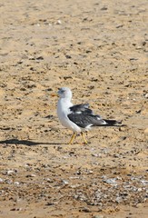 gaviota