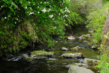 森の奥から流れる冷たい川の水