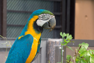 ルリコンゴウインコ