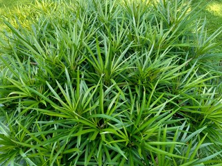 Osmoxylon lineare (ararea) flower with natural background