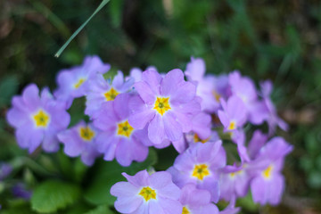 De jolies fleurs pour enrichir vos créations © Virginie