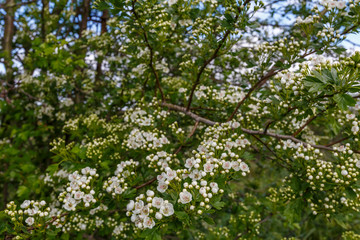 Crataegus monogyna. Ramas de majuelo con flores de pétalos blancos. Espino Albar o Blanco.