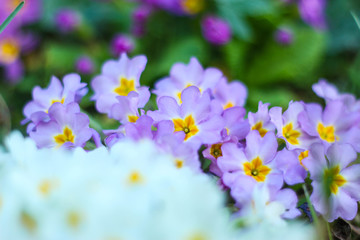 De jolies fleurs pour enrichir vos créations