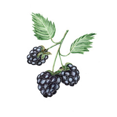 Watercolor illustration of blackberries on a twig on a white background