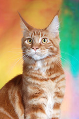 Obraz premium cat show on background full of color