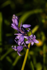 De jolies fleurs pour enrichir vos créations © Virginie