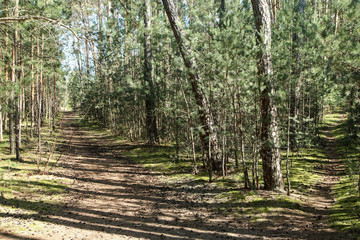 The nice fresh pine Wood with moss on the ground in Czech Republic during the nice spring sunny day. 