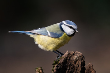 mésange bleue