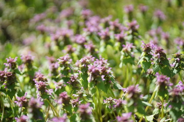 Bunch of read dead nettle, purple archangle (Lamium purpureum ) in April 