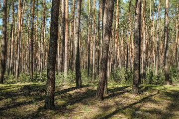 The nice fresh pine Wood with moss on the ground in Czech Republic during the nice spring sunny day. 