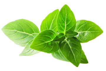 Greek fine basil o.basilicum, paths