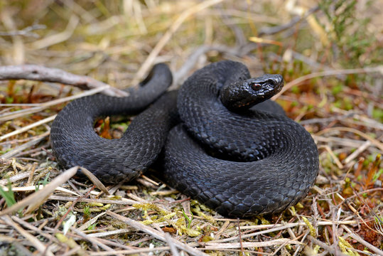 black Common adder / schwarze Kreuzotter (Vipera berus) 