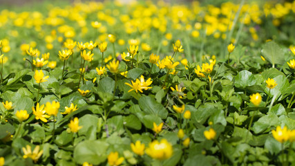 field of yellow flowers
