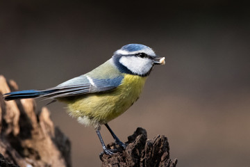 mésange bleue