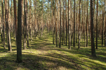 The nice fresh pine Wood with moss on the ground in Czech Republic during the nice spring sunny day. 