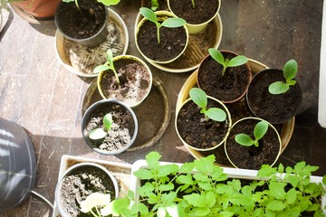 Planting vegetables in the green house in spring