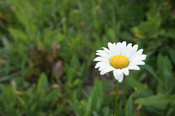 Fototapeta premium Chamomile on a green background
