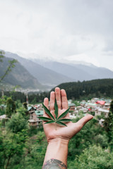 Marijuana cannabis hemp leaf on hand against the background of Indian Himalayas