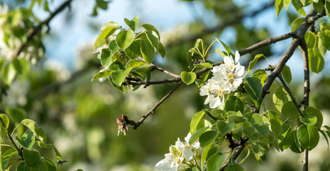 Blooming wild pear in the forest. Woodland spring.