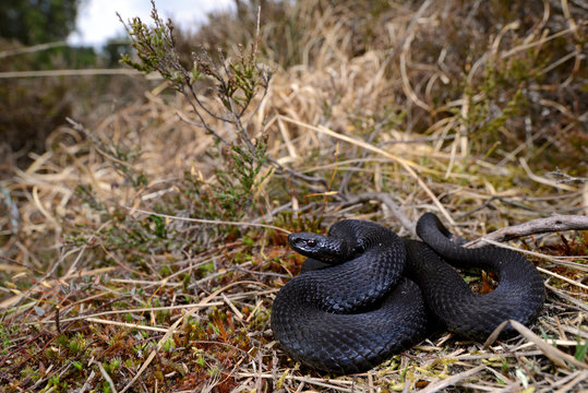 black Common adder / schwarze Kreuzotter (Vipera berus) 