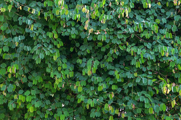 Fototapeta premium Green Natural background,Green leaves from ivy vines