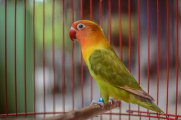 The love bird is a bird of nine species of the genus Agapornis. Love bird in a cage